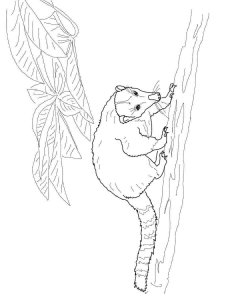 Coati coloring page - picture 6