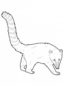 Coati coloring page - picture 8
