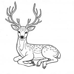 Deer coloring page - picture 12
