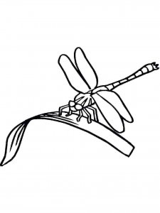 Dragonfly coloring page - picture 11