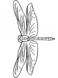 Dragonfly coloring page - picture 34