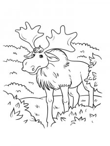 Elk coloring page - picture 23