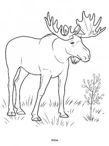 Elk coloring page - picture 5