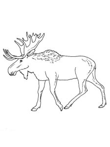 Elk coloring page - picture 6