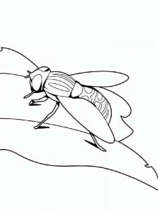 Fly coloring page - picture 10