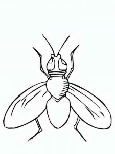 Fly coloring page - picture 11