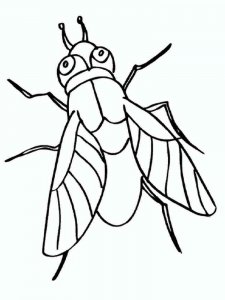 Fly coloring page - picture 12