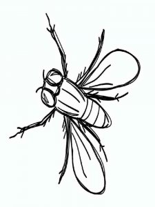 Fly coloring page - picture 13