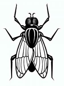 Fly coloring page - picture 14