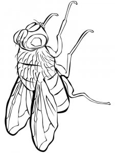 Fly coloring page - picture 15