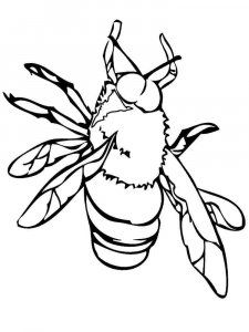 Fly coloring page - picture 16