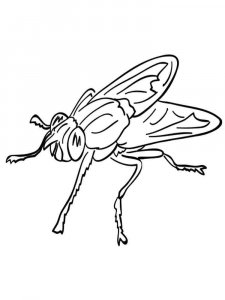 Fly coloring page - picture 18