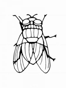 Fly coloring page - picture 2