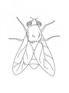 Fly coloring page - picture 21