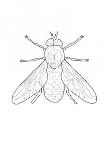 Fly coloring page - picture 24