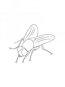 Fly coloring page - picture 25