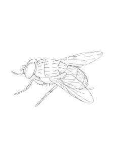 Fly coloring page - picture 28