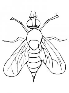 Fly coloring page - picture 3