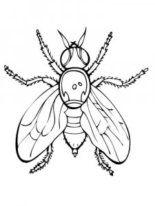 Fly coloring page - picture 5
