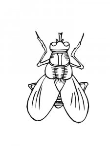 Fly coloring page - picture 6