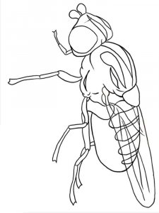 Fly coloring page - picture 7