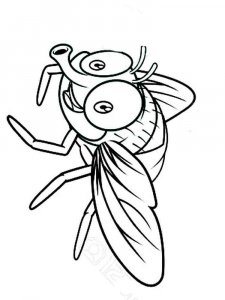 Fly coloring page - picture 9
