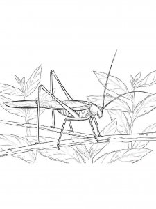 Grasshopper coloring page - picture 10