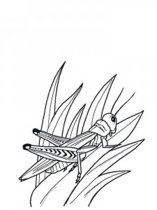 Grasshopper coloring page - picture 11