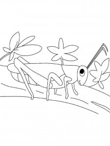 Grasshopper coloring page - picture 13