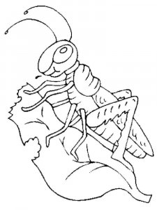 Grasshopper coloring page - picture 14