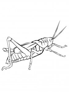 Grasshopper coloring page - picture 15