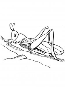 Grasshopper coloring page - picture 16