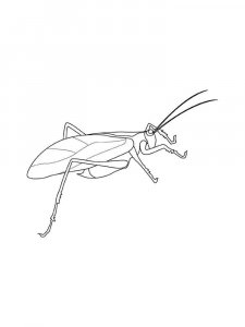 Grasshopper coloring page - picture 17