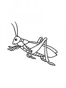 Grasshopper coloring page - picture 18