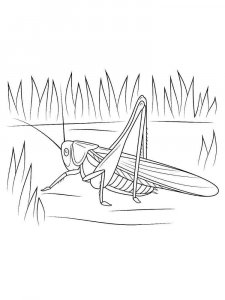 Grasshopper coloring page - picture 23