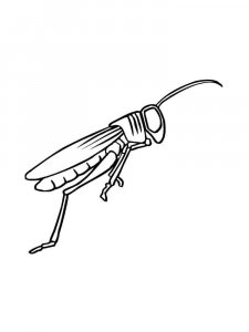 Grasshopper coloring page - picture 24