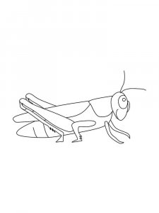 Grasshopper coloring page - picture 27