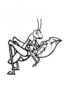 Grasshopper coloring page - picture 32