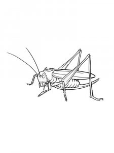 Grasshopper coloring page - picture 36