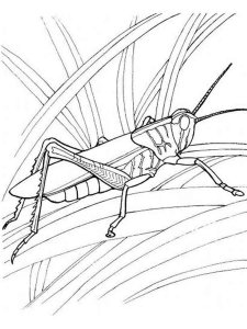 Grasshopper coloring page - picture 4
