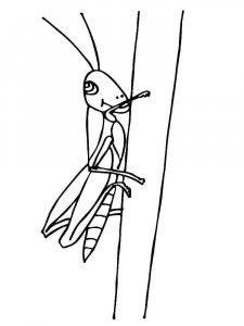 Grasshopper coloring page - picture 5