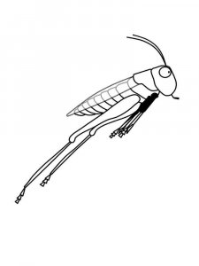 Grasshopper coloring page - picture 9