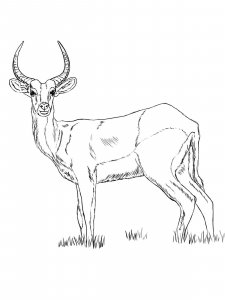 Hartebeest coloring page - picture 1