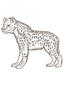 Hyena coloring page - picture 7