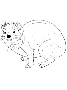 Hyrax coloring page - picture 2