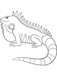 Iguana coloring page - picture 4