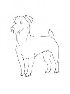 Jack Russell Terrier coloring page - picture 15