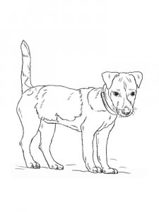 Jack Russell Terrier coloring page - picture 4