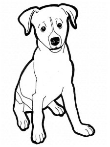 Jack Russell Terrier coloring page - picture 7