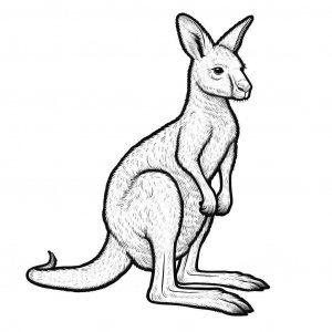 Kangaroo coloring page - picture 4